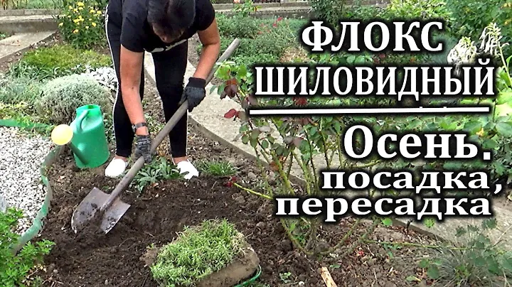 Шиловидный флокс осенью  Рассаживаем Делим Омолаживаем Размножаем