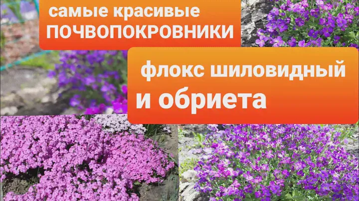 ЭТИ ПОЧВОПОКРОВНИКИ СТАНУТ УКРАШЕНИЕМ ЛЮБОГО САДА. МОИ ЛЮБИМЦЫ. ФЛОКС ШИЛОВИДНЫЙ И ОБРИЕТА.
