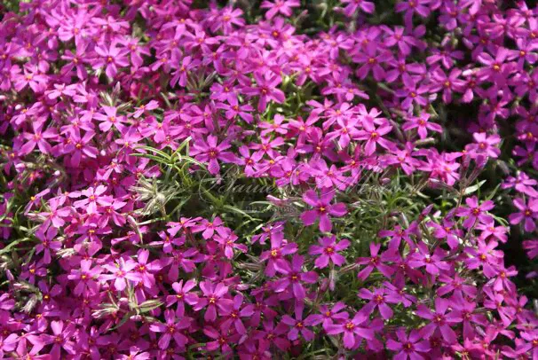 Флокс шиловидный Самсон (Phlox subulata Samson) Р9 id#4256382