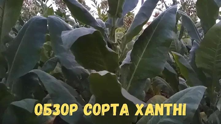 Обзор сорта Xanthi (Ксанти)