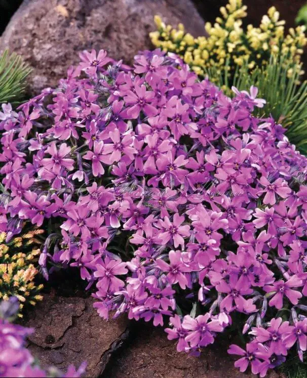 Флокс шиловидный Самсон (Samson)-1