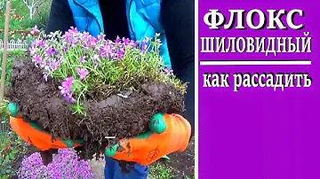 Флокс шиловидный  Как разделить  шиловидный флокс или как правильно пересадить