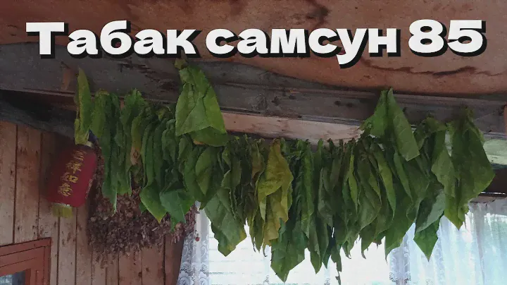 посадил табак Самсун 85. первый опыт!!!